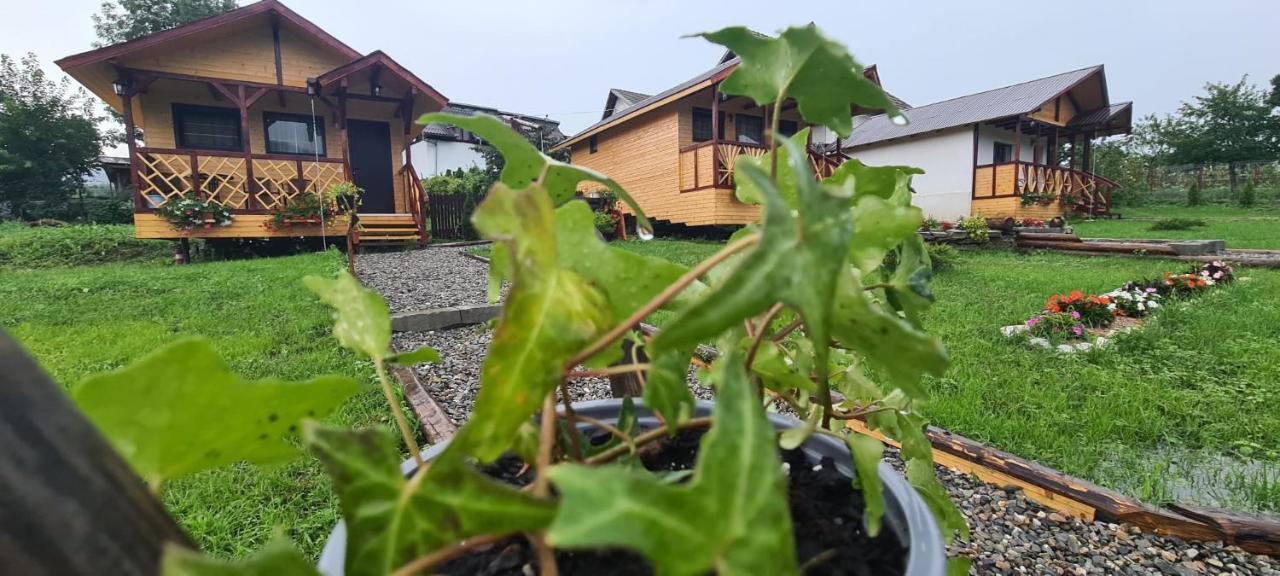 Baltina Parc Transfagarasan Vila Curtea de Argeş Exterior foto